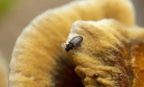 Attēlu rezultāti vaicājumam “Platydracus fulvipes”