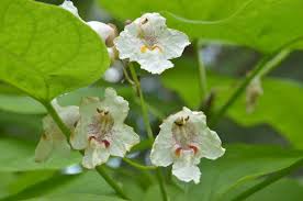 Attēlu rezultāti vaicājumam “Catalpa ovata flower”