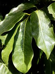 Attēlu rezultāti vaicājumam “Libanotis montana leaf”