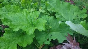 Attēlu rezultāti vaicājumam “Arctium lappa leaf”