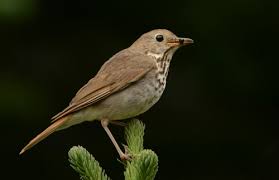 Image result for Catharus guttatus