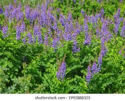 Attēlu rezultāti vaicājumam “Galega orientalis leaf”