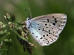 Attēlu rezultāti vaicājumam “Phengaris arion underside”
