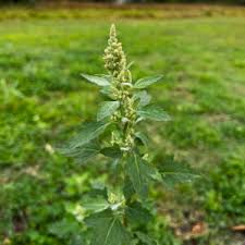 Image result for Chenopodium album