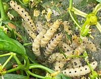 Attēlu rezultāti vaicājumam “Yponomeuta malinellus / cagnagella”