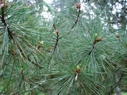 Attēlu rezultāti vaicājumam “Pinus peuce”