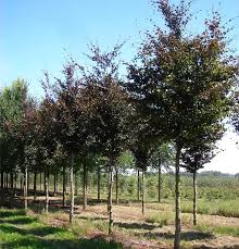 Attēlu rezultāti vaicājumam “Fagus sylvatica fo. purpurea”