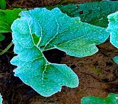 Attēlu rezultāti vaicājumam “Petasites spurius”