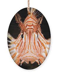 Image result for Pterois radiata