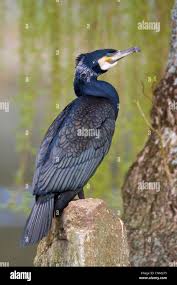 Attēlu rezultāti vaicājumam “Phalacrocorax carbo adult”