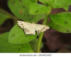 Attēlu rezultāti vaicājumam “Macaria notata”