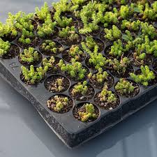 Image result for Mauerpfeffer