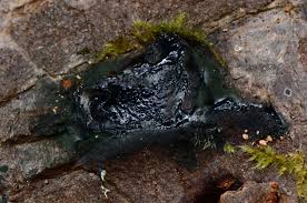 Attēlu rezultāti vaicājumam “Cribraria aurantiaca var. persoonii spores”