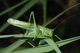 Attēlu rezultāti vaicājumam “Tettigonia viridissima”