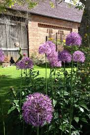 Image result for Zierlauch