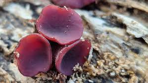 Attēlu rezultāti vaicājumam “Ombrophila violacea spores”