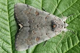 Attēlu rezultāti vaicājumam “Catocala pacta”