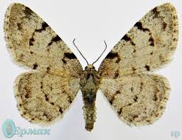 Attēlu rezultāti vaicājumam “Aethalura punctulata”