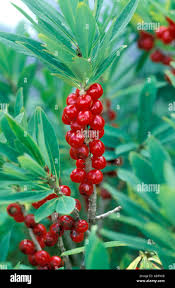 Attēlu rezultāti vaicājumam “Daphne mezereum fruit”