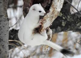 Attēlu rezultāti vaicājumam “Mustela erminea adult”