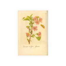 Attēlu rezultāti vaicājumam “Cerasus flower”