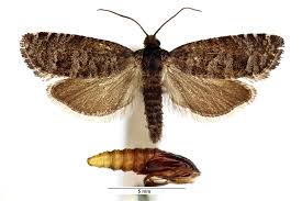 Attēlu rezultāti vaicājumam “Retinia resinella pupa”