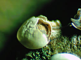 Attēlu rezultāti vaicājumam “Diderma testaceum macro”