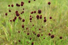 Attēlu rezultāti vaicājumam “Sanguisorba officinalis leaf”