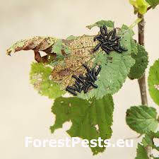 Attēlu rezultāti vaicājumam “Agelastica alni larva”