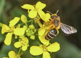 Attēlu rezultāti vaicājumam “Bunias orientalis flower”