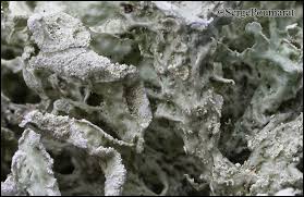 Attēlu rezultāti vaicājumam “Ramalina pollinaria”