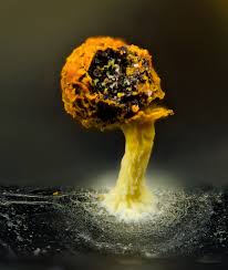 Attēlu rezultāti vaicājumam “Dianema nivale macro”