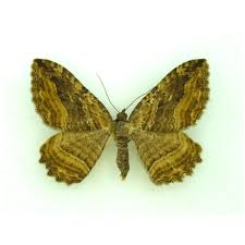 Attēlu rezultāti vaicājumam “Eupithecia venosata”