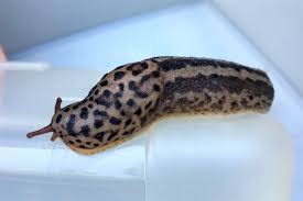 Attēlu rezultāti vaicājumam “Limax maximus”