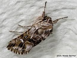 Attēlu rezultāti vaicājumam “Calophasia lunula”