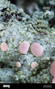 Attēlu rezultāti vaicājumam “Icmadophila ericetorum”