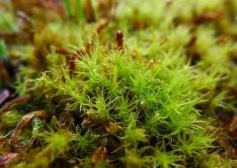 Attēlu rezultāti vaicājumam “Meesia triquetra”