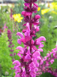 Attēlu rezultāti vaicājumam “Salvia nemorosa fruit”