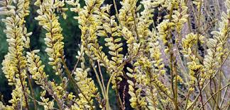 Attēlu rezultāti vaicājumam “Salix daphnoides”