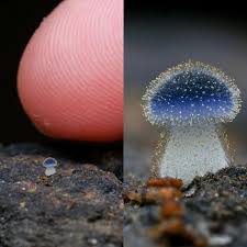 Attēlu rezultāti vaicājumam “Diderma ochraceum young”