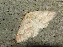 Attēlu rezultāti vaicājumam “Agriopis marginaria”