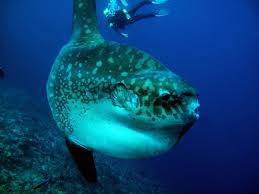 Image result for Mola mola