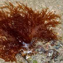 Attēlu rezultāti vaicājumam “Rhodophyta”