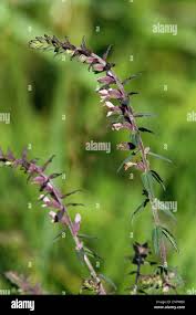 Attēlu rezultāti vaicājumam “Odontites vulgaris flower”