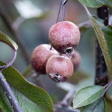 Attēlu rezultāti vaicājumam “Malus purpurea leaf”