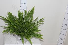Image result for НЕФРОЛЕПИС (Nephrolepis