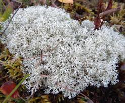 Attēlu rezultāti vaicājumam “Cladonia mitis”