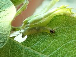 Attēlu rezultāti vaicājumam “Pammene rhediella”