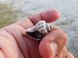 Image result for Melongena corona