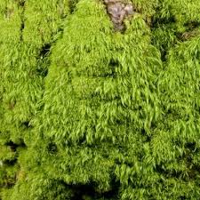 Attēlu rezultāti vaicājumam “Dicranum montanum”